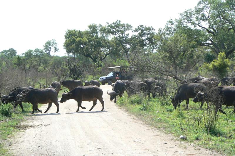 17 REGIONE DEL MPUMALANGA Parco Kruger